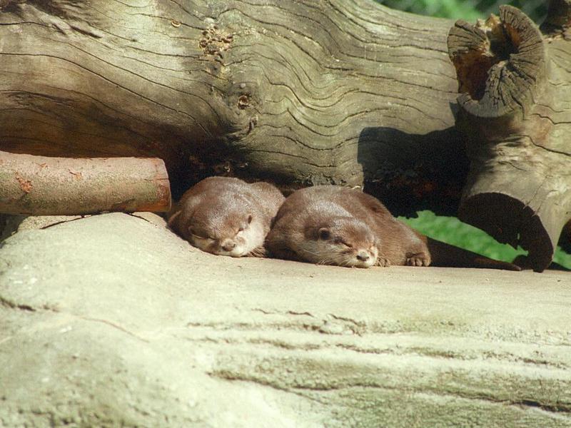 Some more wallpaper sweetness - Otter kids in Hagenbeck Zoo - Asian small-clawed otters (Aonyx cinereus); DISPLAY FULL IMAGE.