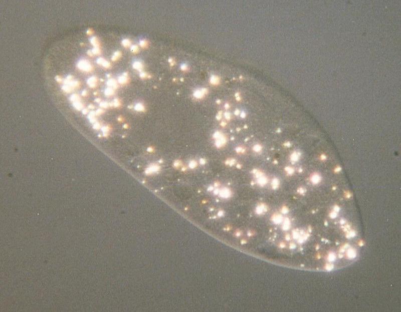 Protozoa - Paramecium caudatum part two - polarized light; DISPLAY FULL IMAGE.