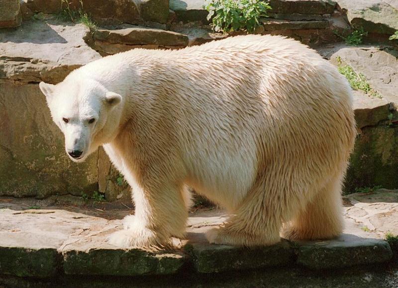 Another one with a bit of contrast to it - Polar bear in Hannover Zoo; DISPLAY FULL IMAGE.