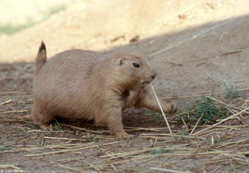 A few more Prairie Dogs 2; DISPLAY FULL IMAGE.