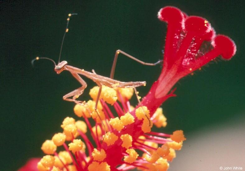 Re: Please Help : Preying Mantis pictures required; DISPLAY FULL IMAGE.