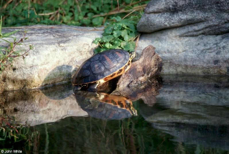 Red-bellied turtle (Pseudemys rubriventris); DISPLAY FULL IMAGE.