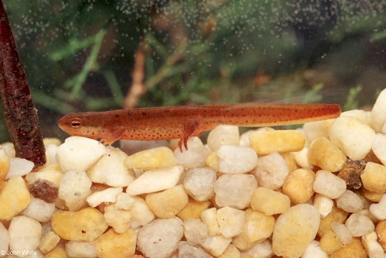Red-spotted newt female (Notophthalmus viridescens); DISPLAY FULL IMAGE.