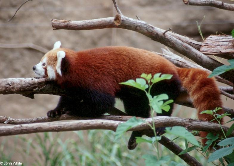 red panda; DISPLAY FULL IMAGE.