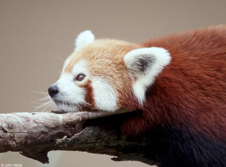 red panda 2; DISPLAY FULL IMAGE.