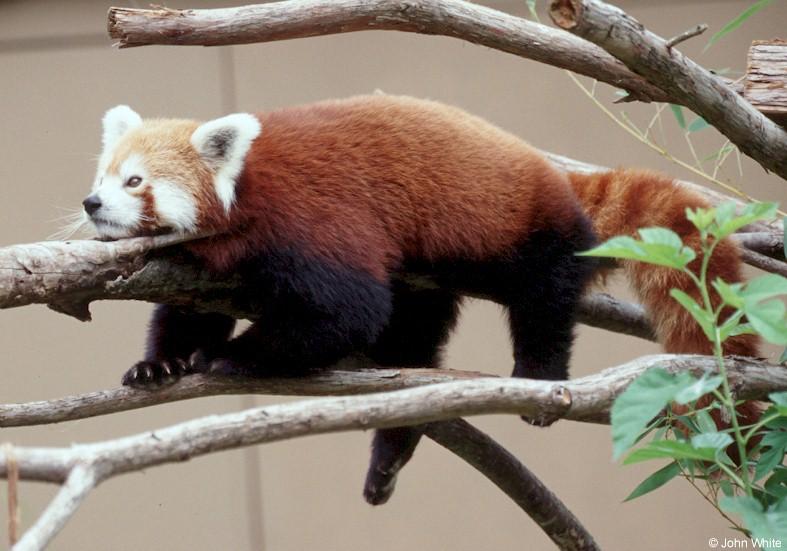 red panda 3; DISPLAY FULL IMAGE.
