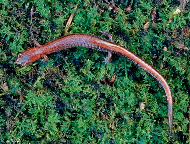 Red-backed salamander (Plethodon cinereus)1; DISPLAY FULL IMAGE.