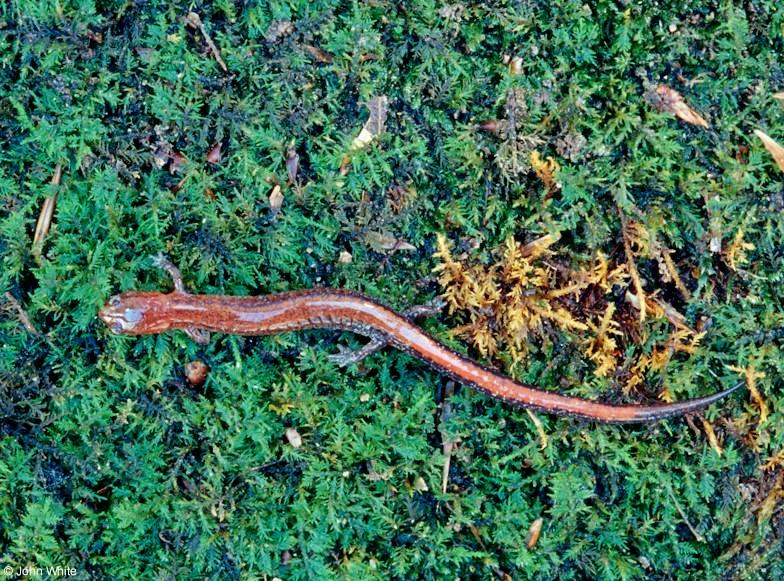 Red-backed salamander (Plethodon cinereus)2; DISPLAY FULL IMAGE.