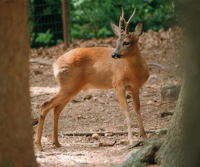 Schwarze Berge Wild Animal Park again - Portrait of a roe deer buck; DISPLAY FULL IMAGE.