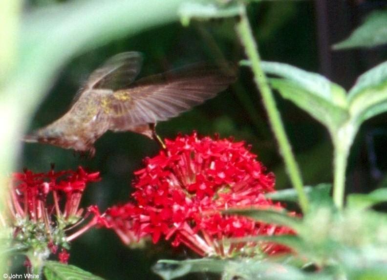 Ruby Throated Hummingbird; DISPLAY FULL IMAGE.