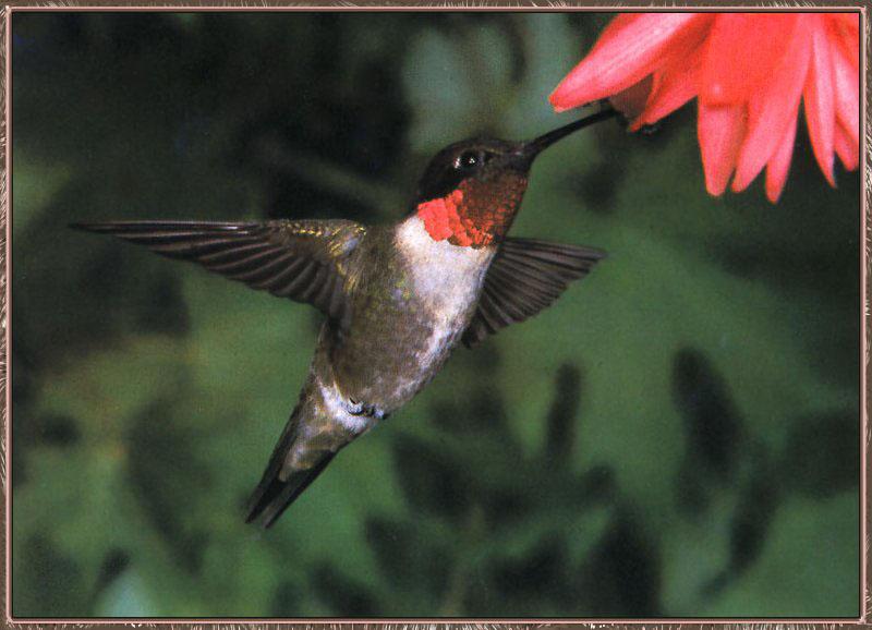 Hummingbird - Ruby-throat; DISPLAY FULL IMAGE.