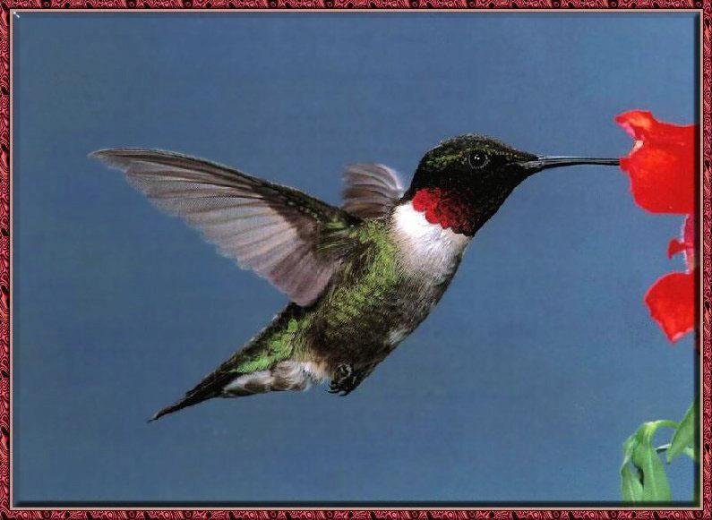 Hummingbird - Ruby-throat; DISPLAY FULL IMAGE.