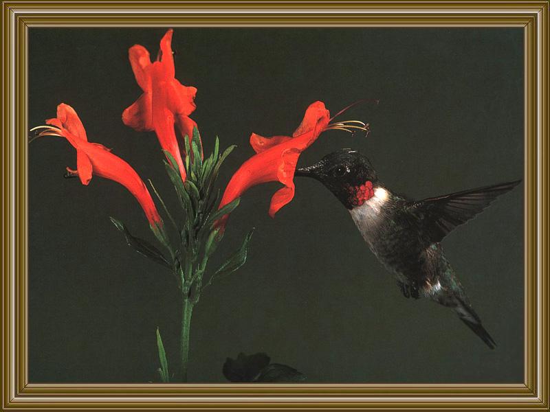 Ruby-throated Hummingbird (12); DISPLAY FULL IMAGE.