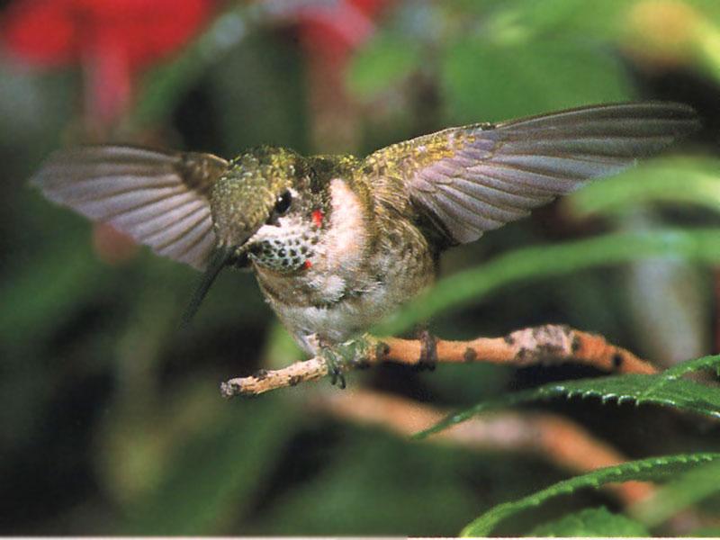 Re: REQ: chipmunks, deer, hummingbirds - Ruby-throated Hummingbird 28; DISPLAY FULL IMAGE.