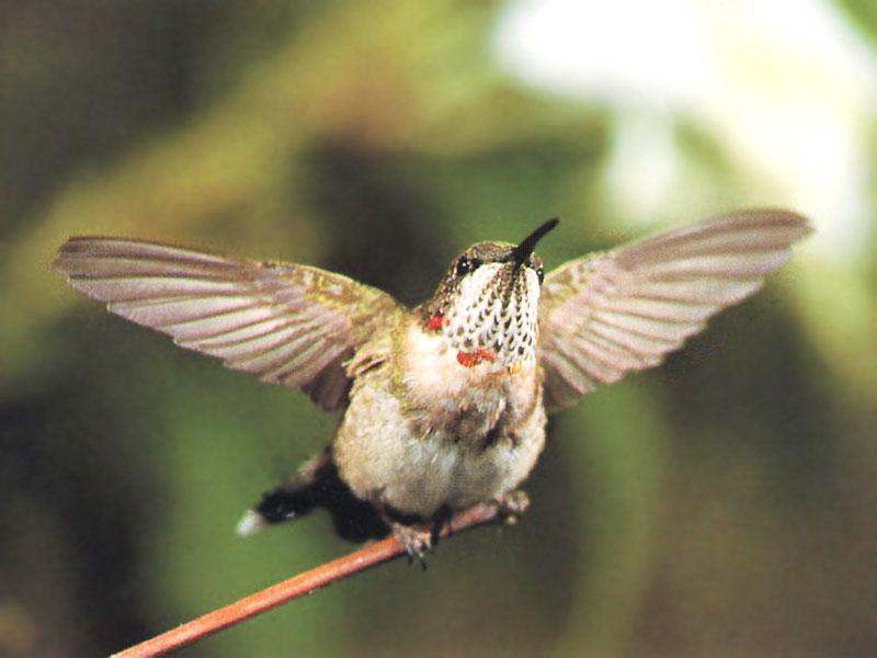 Re: REQ: chipmunks, deer, hummingbirds - Ruby-throated Hummingbird 38; DISPLAY FULL IMAGE.