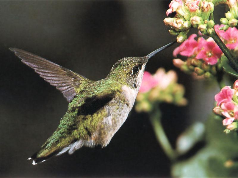 Re: REQ: chipmunks, deer, hummingbirds - Ruby-throated Hummingbird 42; DISPLAY FULL IMAGE.