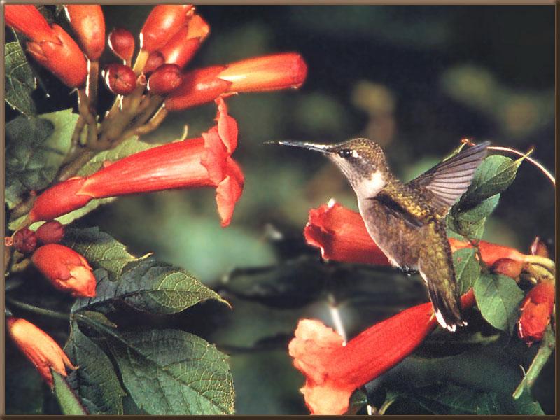 Re: REQ: chipmunks, deer, hummingbirds - Ruby-throated Hummingbird 48; DISPLAY FULL IMAGE.