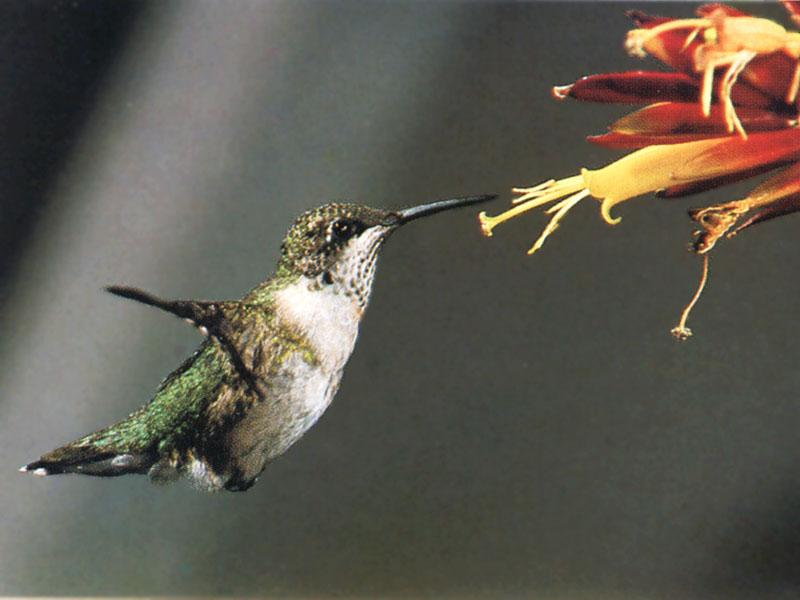 Re: REQ: chipmunks, deer, hummingbirds - Ruby-throated Hummingbird 58; DISPLAY FULL IMAGE.