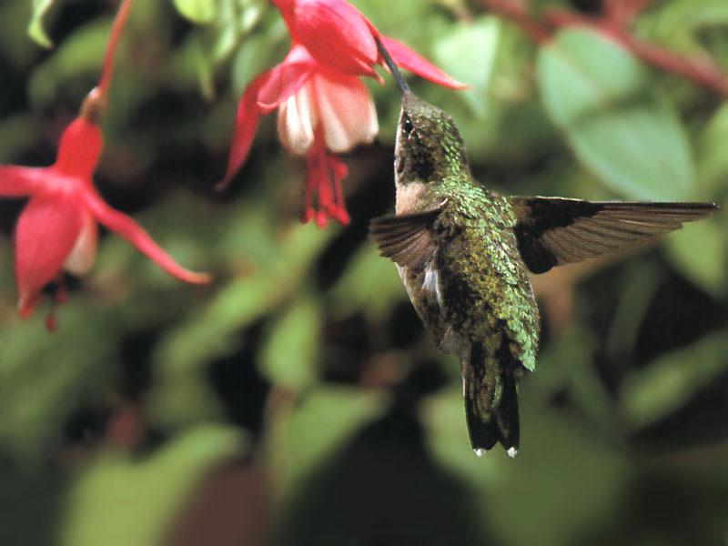 Re: REQ: chipmunks, deer, hummingbirds - Ruby-throated Hummingbird 61; DISPLAY FULL IMAGE.