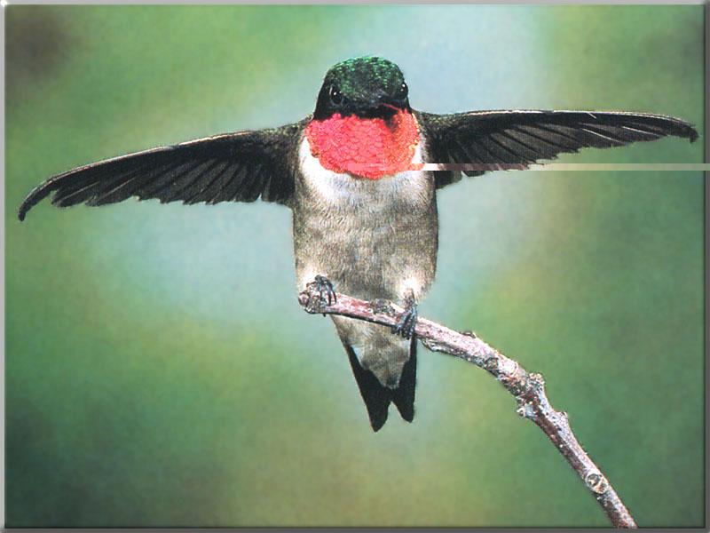 Hummingbird - Ruby-throated Hummingbird 77; DISPLAY FULL IMAGE.