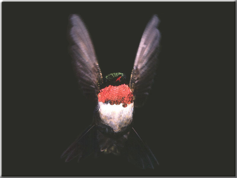 Hummingbird - Ruby-throated Hummingbird 81; DISPLAY FULL IMAGE.