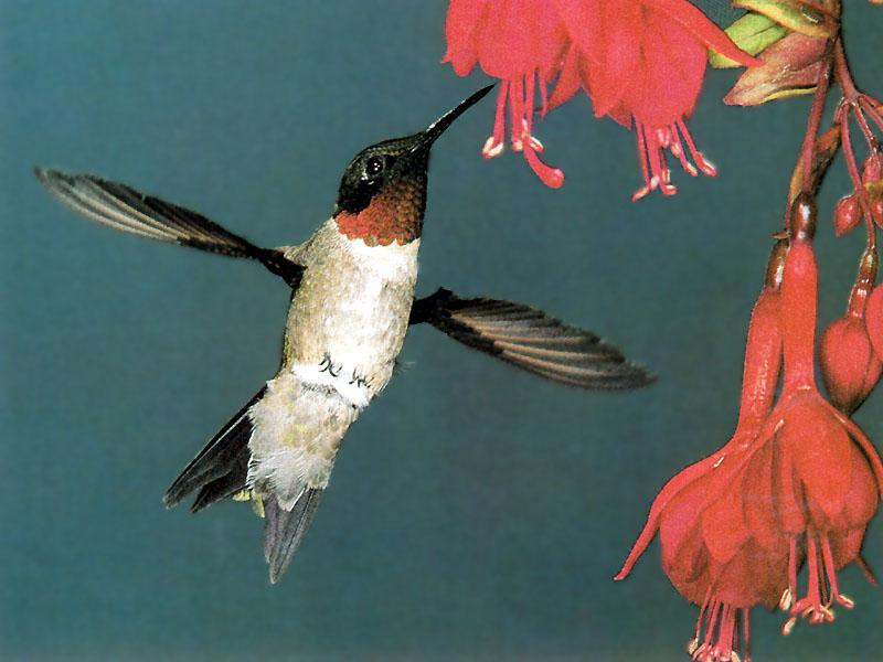 Hummingbird - Ruby-throated Hummingbird 85; DISPLAY FULL IMAGE.