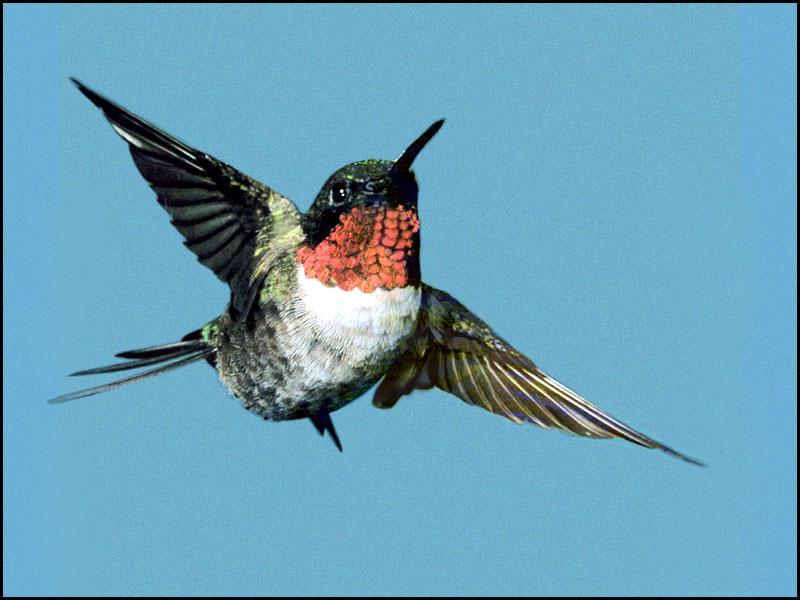 Hummingbird - Ruby-throated Hummingbird 86; DISPLAY FULL IMAGE.