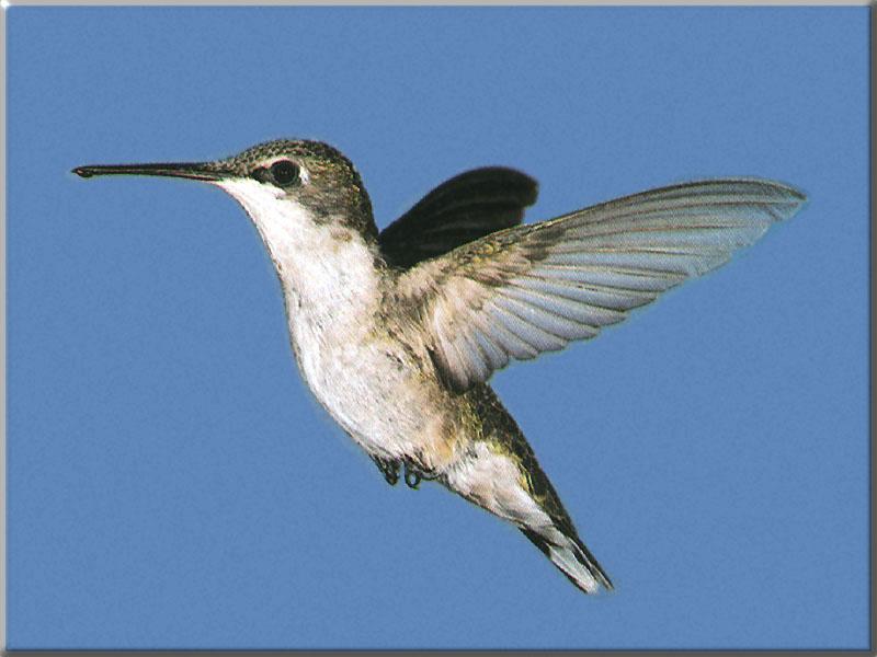 Hummingbird - Ruby-throated Hummingbird Female 01; DISPLAY FULL IMAGE.