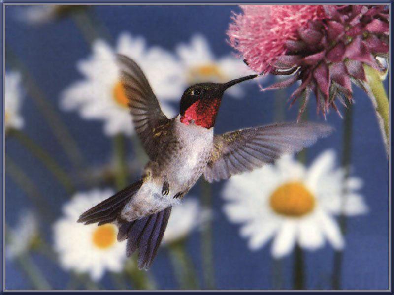 Re: REQ:  More Hummingbirds? - ruby-throated hummingbird male 04; DISPLAY FULL IMAGE.