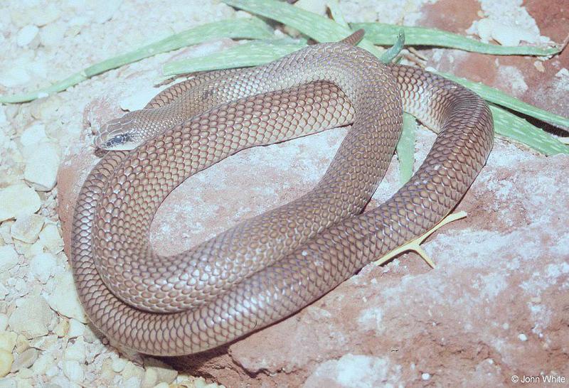 Rufous-beaked Snake (Rhamphiophis oxyrhynchus); DISPLAY FULL IMAGE.