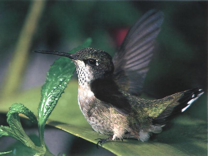Rufous Hummingbird - Rufous Hummingbird 20; DISPLAY FULL IMAGE.