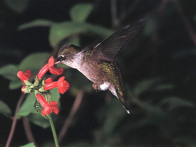 Rufous Hummingbird - Rufous Hummingbird 22; DISPLAY FULL IMAGE.