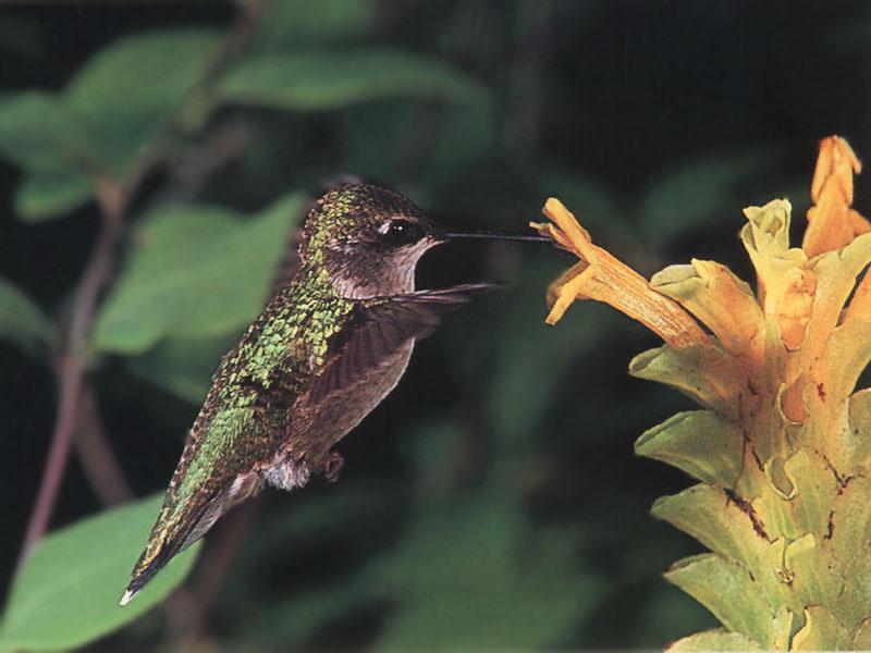 Rufous Hummingbird - Rufous Hummingbird 25; DISPLAY FULL IMAGE.