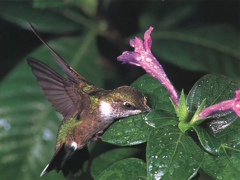 Rufous Hummingbird - Rufous Hummingbird 27; DISPLAY FULL IMAGE.