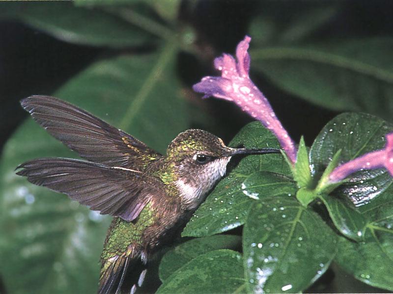 Rufous Hummingbird - Rufous Hummingbird 28; DISPLAY FULL IMAGE.