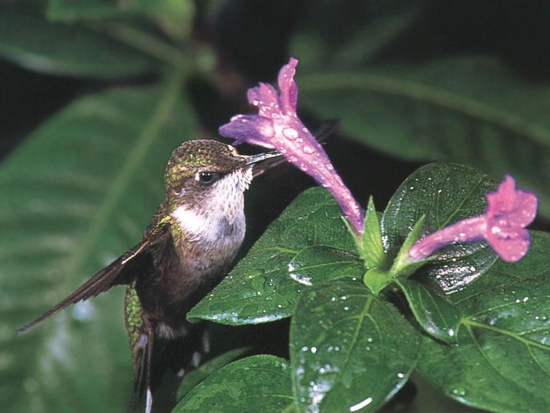 Rufous Hummingbird - Rufous Hummingbird 29; DISPLAY FULL IMAGE.