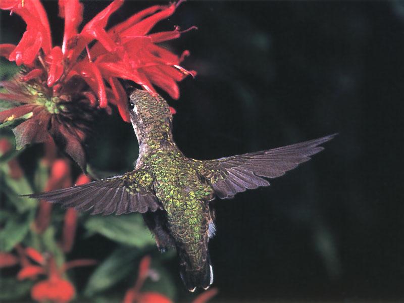 Rufous Hummingbird - Rufous Hummingbird 33; DISPLAY FULL IMAGE.