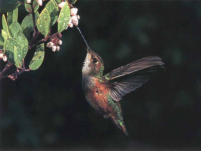 Rufous Hummingbird - Rufous Hummingbird 35; DISPLAY FULL IMAGE.