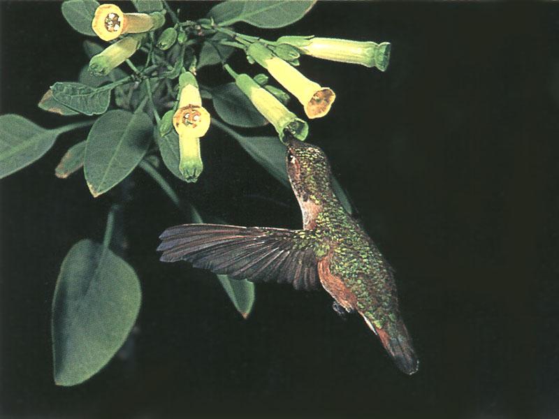 Rufous Hummingbird - Rufous Hummingbird 36; DISPLAY FULL IMAGE.