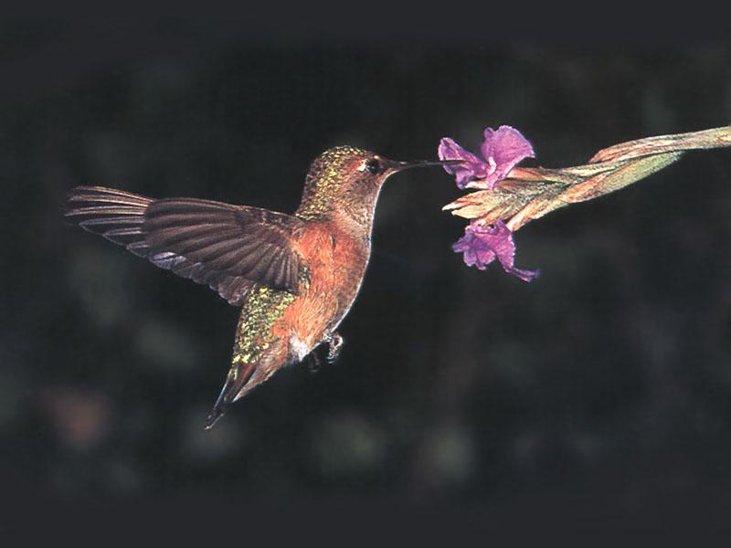 Rufous Hummingbird - Rufous Hummingbird 38; DISPLAY FULL IMAGE.