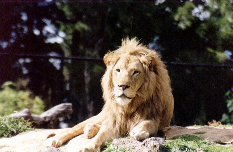 Lion - Auckland Zoo; DISPLAY FULL IMAGE.