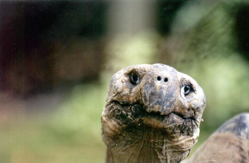 Galapagos Tortoise Auckland Zoo; DISPLAY FULL IMAGE.