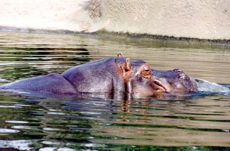 Hippo Auckland Zoo; DISPLAY FULL IMAGE.