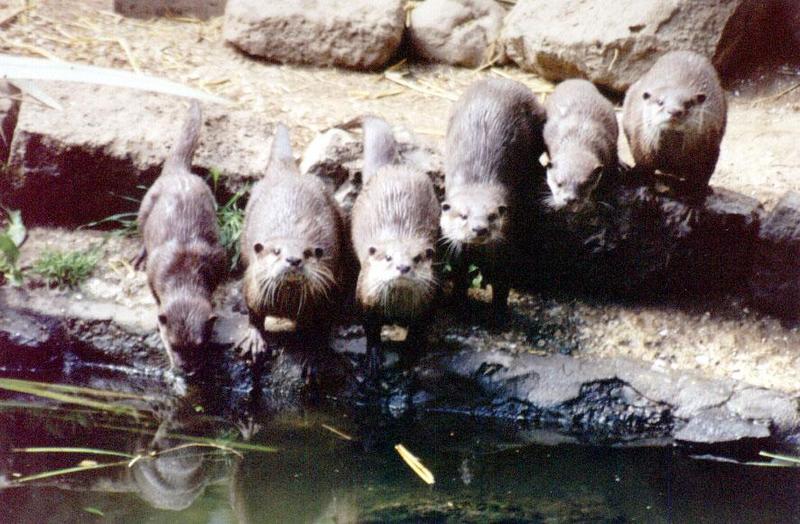 Otters - Auckland Zoo; DISPLAY FULL IMAGE.