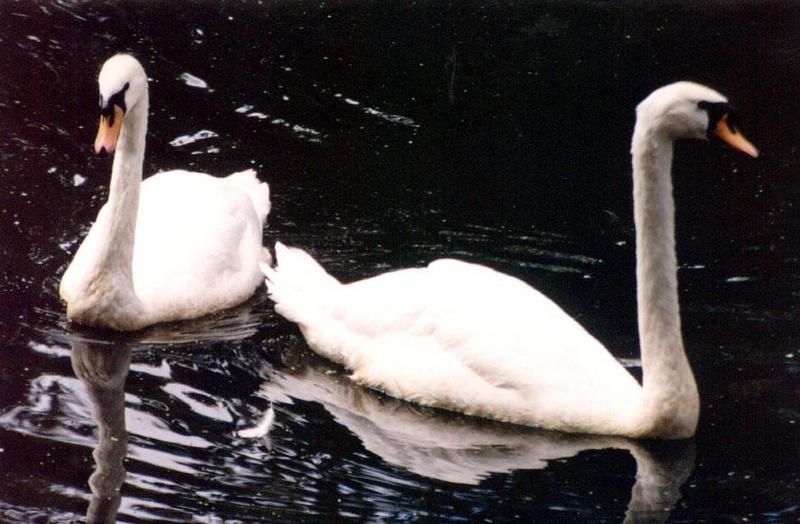 Swans - Auckland Zoo; DISPLAY FULL IMAGE.