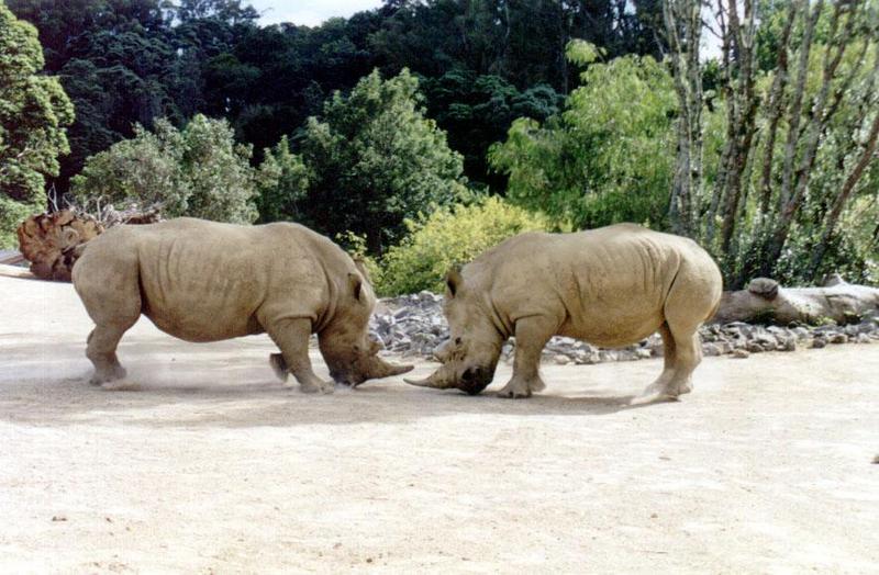 Rhino Auckland Zoo; DISPLAY FULL IMAGE.