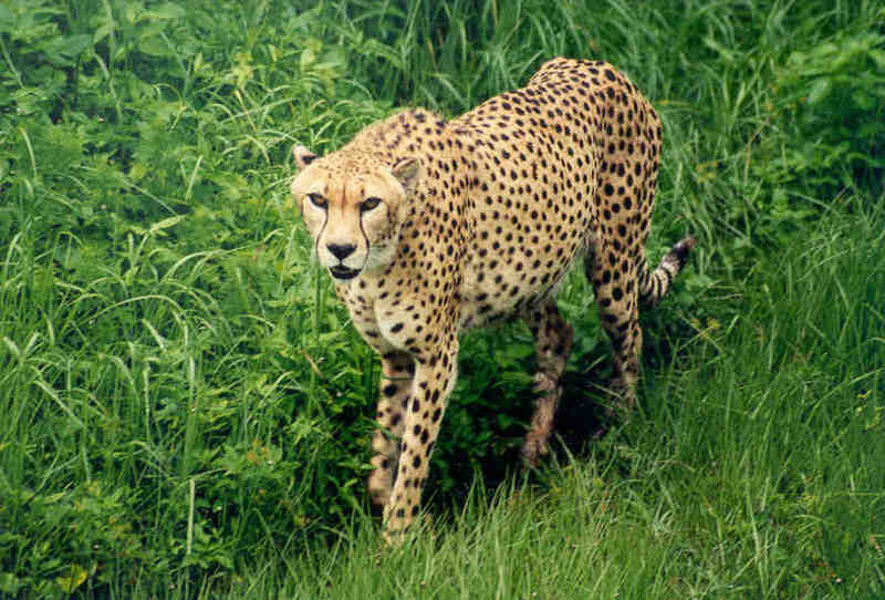 Cheetah - Jacksonville Zoo, Florida #3; DISPLAY FULL IMAGE.