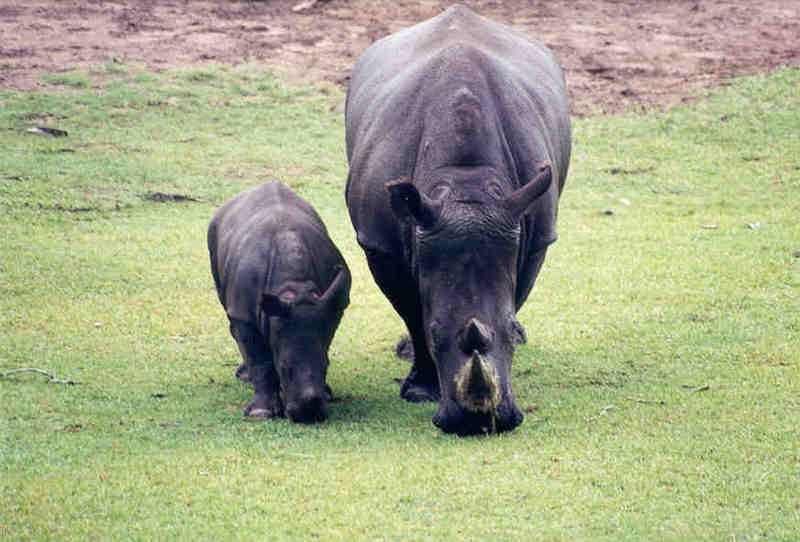 White Rhinos - Jacksonville Zoo, Florida = white rhinoceros (Ceratotherium simum); DISPLAY FULL IMAGE.