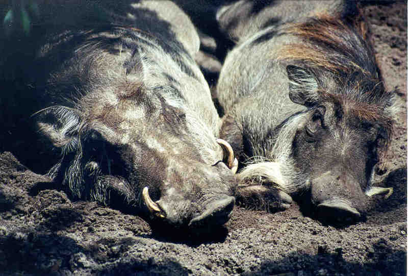 Warthogs - Jacksonville Zoo, Florida; DISPLAY FULL IMAGE.