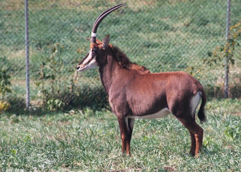 Sable Antelope 1; DISPLAY FULL IMAGE.